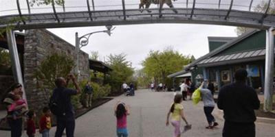 美國動物園老虎專用“天橋”花1400萬建成