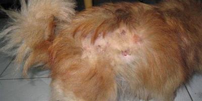 博美犬常見皮膚病怎麼治療