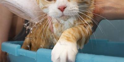 詳解在家中給貓咪洗澡的方法