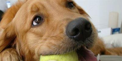 特殊的回憶 主人海邊送網球紀念愛犬