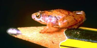 世界最小青蛙大如豌豆