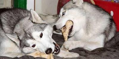 狗狗能吃骨頭嗎？
