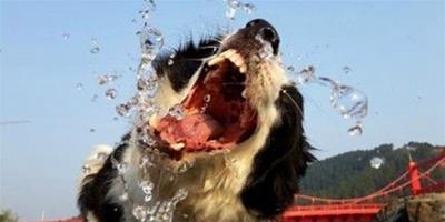 狗狗不喜歡喝水該怎麼辦