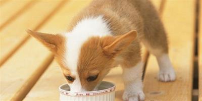 狗狗能吃花生嗎