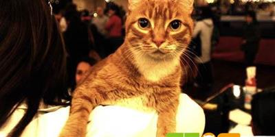 國際貓咪選美大賽近日在阿根廷舉行