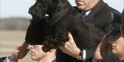 美前總統布希寵物狗患淋巴瘤去世