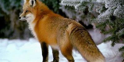 寵物狐狸的價格 寵物狐狸價格一般1200-2000元