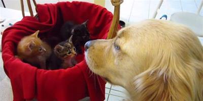 失親貓遇見黃金獵犬：他能保護我們！
