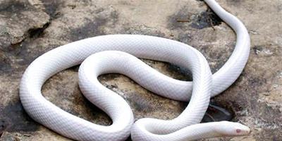 新手應該如何挑選一條健康的寵物蛇？