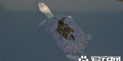 烏龜能活多長時間 一般都在80-120歲左右