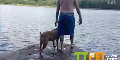 主人跳水游泳，比特犬緊張跳湖施救