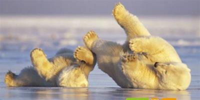 北極熊母子冰上舞蹈精彩瞬間