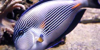 絲絨倒吊魚是怎麼樣的一種魚？