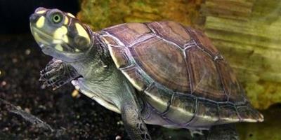 黃頭側頸龜（忍者神龜）的介紹