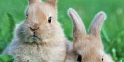 兔子吃了窩邊草 兔子很愛乾淨