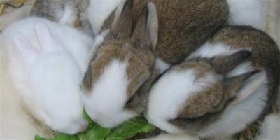 兔子吃生菜 洗淨晾乾不宜多吃