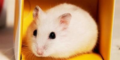 英國研究：倉鼠的自信由居住環境而決定