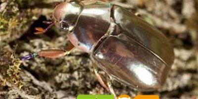 罕見銀色甲蟲驚現中美洲