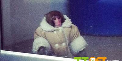 加拿大小猴子穿棉衣逛傢俱店