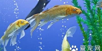 熱帶魚養殖注意事項 熱帶魚死亡的原因