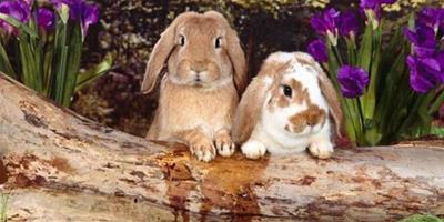 大蒜葉可作為兔兔飼料