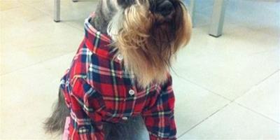 今年新流行：狗狗們的帥氣格子小襯衫
