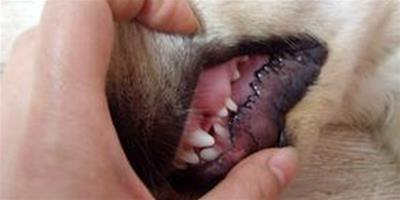 狗牙齒脫落怎麼辦？