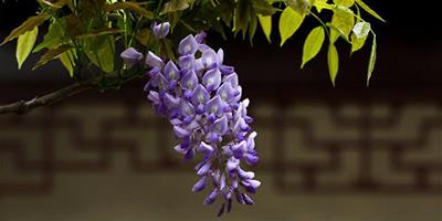 盆栽紫藤的注意事項