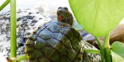 巴西龜冬眠溫度不能太低