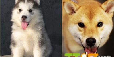 【參考】秋田犬和哈士奇哪個比較好？