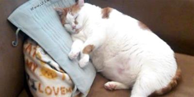 貓咪絕育後一定會發胖嗎