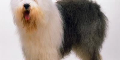 Plush Puppy古代牧羊犬美容護理方法