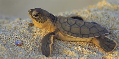 烏龜浮水不吃東西 烏龜龜浮水病的主要症狀