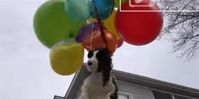 就愛看女友發怒！結果他把“狗狗”綁在氣球上，讓它飛走了！