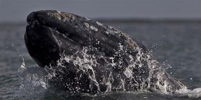 破紀錄 9歲灰鯨橫渡俄國再折返墨西哥