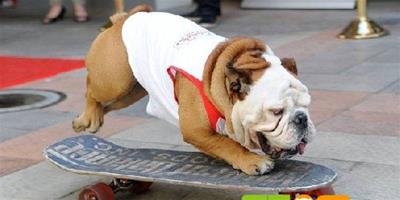 全世界溜滑板最快的鬥牛犬