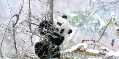 全球首只野化培訓基地誕生大熊貓被命名為淘淘