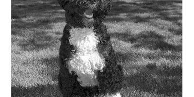 美國“第一犬”有了官方“肖像照”