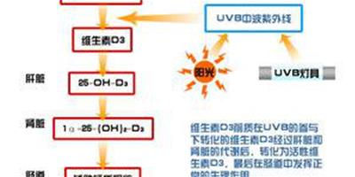 UVB燈在飼養蜥蜴時的作用