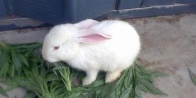 兔子吃衛生紙 兔子腸胃不能消化紙