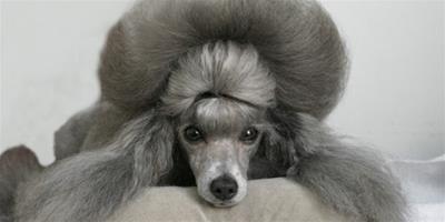 貴賓犬的毛髮不卷是不是串串狗