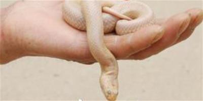 罕見的白玉色小蛇