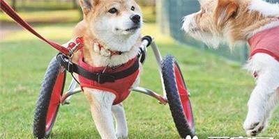 失去雙肢不放棄 柴犬靠輪椅繼續奔跑