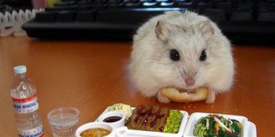 倉鼠喜歡吃的東西有哪些