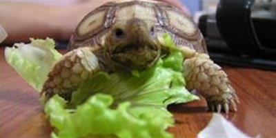蘇卡達陸龜吃什麼？飲食有什麼？