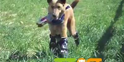 美國“狗堅強”遭遺棄四肢被截 假肢助其重獲行走能力