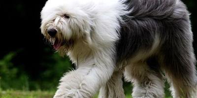 古牧是什麼狗 英國最古老的牧羊犬種之一
