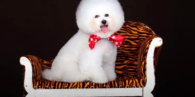 狗狗化妝：貴賓犬染毛的方法