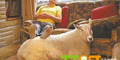 140公斤重綿羊喜歡洗澡和看電視