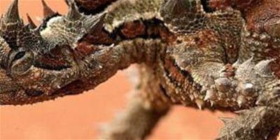 澳洲刺角蜥的介紹
